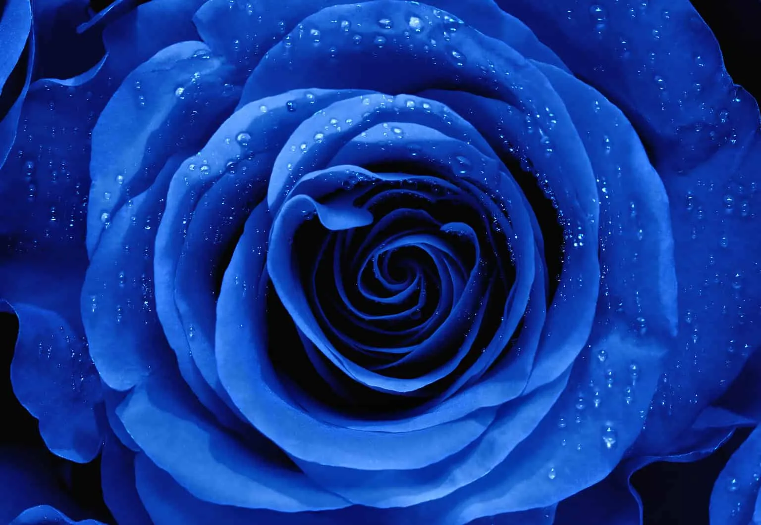 Blue Rose Activation in Person Workshop with White Feathers Woman
